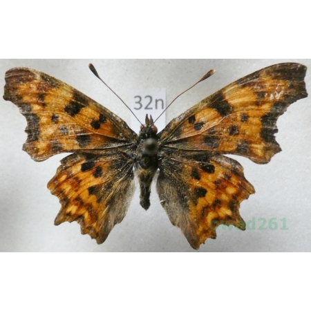 Polygonia c-album (Linnaeus, 1758)  Rusałka ceik Poland32n